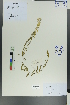  ( - Ge00007)  @11 [ ] CreativeCommons  Attribution Non-Commercial Share-Alike  Unspecified Herbarium of South China Botanical Garden