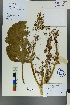  ( - Ge00052)  @11 [ ] CreativeCommons  Attribution Non-Commercial Share-Alike  Unspecified Herbarium of South China Botanical Garden