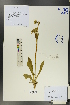  ( - Ge00176)  @11 [ ] CreativeCommons  Attribution Non-Commercial Share-Alike  Unspecified Herbarium of South China Botanical Garden
