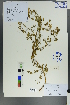  (Hypericum scabrum - Ge00253)  @11 [ ] CreativeCommons  Attribution Non-Commercial Share-Alike  Unspecified Herbarium of South China Botanical Garden