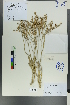  (Limonium suffruticosum - Ge00295)  @11 [ ] CreativeCommons  Attribution Non-Commercial Share-Alike  Unspecified Herbarium of South China Botanical Garden