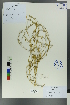  ( - Ge00298)  @11 [ ] CreativeCommons  Attribution Non-Commercial Share-Alike  Unspecified Herbarium of South China Botanical Garden