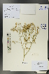  (Centaurea virgata squarrosa - Ge00338)  @11 [ ] CreativeCommons  Attribution Non-Commercial Share-Alike  Unspecified Herbarium of South China Botanical Garden