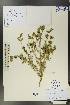  ( - Ge00377)  @11 [ ] CreativeCommons  Attribution Non-Commercial Share-Alike  Unspecified Herbarium of South China Botanical Garden