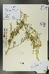  ( - Ge00393)  @11 [ ] CreativeCommons  Attribution Non-Commercial Share-Alike  Unspecified Herbarium of South China Botanical Garden