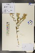  (Karelinia - Ge00502)  @11 [ ] CreativeCommons  Attribution Non-Commercial Share-Alike  Unspecified Herbarium of South China Botanical Garden