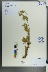  ( - Ge00522)  @11 [ ] CreativeCommons  Attribution Non-Commercial Share-Alike  Unspecified Herbarium of South China Botanical Garden