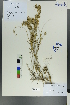  ( - Ge00557)  @11 [ ] CreativeCommons  Attribution Non-Commercial Share-Alike  Unspecified Herbarium of South China Botanical Garden