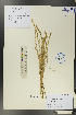  ( - Ge00565)  @11 [ ] CreativeCommons  Attribution Non-Commercial Share-Alike  Unspecified Herbarium of South China Botanical Garden