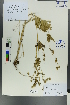  (Geranium divaricatum - Ge00573)  @11 [ ] CreativeCommons  Attribution Non-Commercial Share-Alike  Unspecified Herbarium of South China Botanical Garden