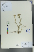  (Achillea alpina multiflora - Ge00600)  @11 [ ] CreativeCommons  Attribution Non-Commercial Share-Alike  Unspecified Herbarium of South China Botanical Garden