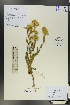  (Inula - Ge00607)  @11 [ ] CreativeCommons  Attribution Non-Commercial Share-Alike  Unspecified Herbarium of South China Botanical Garden