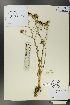  (Kaschgaria komarovii - Ge00613)  @11 [ ] CreativeCommons  Attribution Non-Commercial Share-Alike  Unspecified Herbarium of South China Botanical Garden