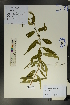  (Periploca - Ge01721)  @11 [ ] CreativeCommons  Attribution Non-Commercial Share-Alike  Unspecified Herbarium of South China Botanical Garden