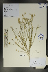  (Asterothamnus - Ge01753)  @11 [ ] CreativeCommons  Attribution Non-Commercial Share-Alike  Unspecified Herbarium of South China Botanical Garden