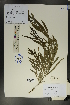  (Salix psammophila - Ge01761)  @11 [ ] CreativeCommons  Attribution Non-Commercial Share-Alike  Unspecified Herbarium of South China Botanical Garden