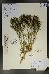  (Kalidium - Ge01771)  @11 [ ] CreativeCommons  Attribution Non-Commercial Share-Alike  Unspecified Herbarium of South China Botanical Garden