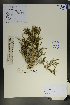  ( - Ge01786)  @11 [ ] CreativeCommons  Attribution Non-Commercial Share-Alike  Unspecified Herbarium of South China Botanical Garden