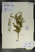  ( - Ge01807)  @11 [ ] CreativeCommons  Attribution Non-Commercial Share-Alike  Unspecified Herbarium of South China Botanical Garden