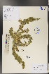  (Olgaea - Ge01811)  @11 [ ] CreativeCommons  Attribution Non-Commercial Share-Alike  Unspecified Herbarium of South China Botanical Garden