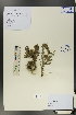 ( - Ge01073)  @11 [ ] CreativeCommons  Attribution Non-Commercial Share-Alike  Unspecified Herbarium of South China Botanical Garden