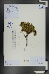 (Dracocephalum origanoides - Ge01081)  @11 [ ] CreativeCommons  Attribution Non-Commercial Share-Alike  Unspecified Herbarium of South China Botanical Garden