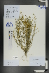  (Pachypterygium - Ge01093)  @11 [ ] CreativeCommons  Attribution Non-Commercial Share-Alike  Unspecified Herbarium of South China Botanical Garden