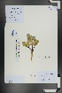  ( - Ge01146)  @11 [ ] CreativeCommons  Attribution Non-Commercial Share-Alike  Unspecified Herbarium of South China Botanical Garden