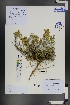  (Scutellaria przewalskii - Ge01203)  @11 [ ] CreativeCommons  Attribution Non-Commercial Share-Alike  Unspecified Herbarium of South China Botanical Garden