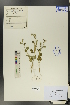  (Heliotropium acutiflorum - Ge01229)  @11 [ ] CreativeCommons  Attribution Non-Commercial Share-Alike  Unspecified Herbarium of South China Botanical Garden