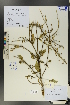  (Scrophularia heucheriiflora - Ge01248)  @11 [ ] CreativeCommons  Attribution Non-Commercial Share-Alike  Unspecified Herbarium of South China Botanical Garden
