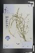  ( - Ge01310)  @11 [ ] CreativeCommons  Attribution Non-Commercial Share-Alike  Unspecified Herbarium of South China Botanical Garden