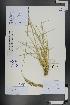  (Calamagrostis pseudophragmites - Ge01311)  @11 [ ] CreativeCommons  Attribution Non-Commercial Share-Alike  Unspecified Herbarium of South China Botanical Garden