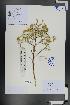  (Launaea - Ge01314)  @11 [ ] CreativeCommons  Attribution Non-Commercial Share-Alike  Unspecified Herbarium of South China Botanical Garden