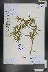  ( - Ge01324)  @11 [ ] CreativeCommons  Attribution Non-Commercial Share-Alike  Unspecified Herbarium of South China Botanical Garden