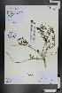 (Caryopteris mongholica - Ge01328)  @11 [ ] CreativeCommons  Attribution Non-Commercial Share-Alike  Unspecified Herbarium of South China Botanical Garden