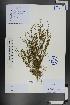  ( - Ge01329)  @11 [ ] CreativeCommons  Attribution Non-Commercial Share-Alike  Unspecified Herbarium of South China Botanical Garden