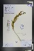  (Vincetoxicum mongolicum - Ge01351)  @11 [ ] CreativeCommons  Attribution Non-Commercial Share-Alike  Unspecified Herbarium of South China Botanical Garden