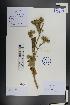  ( - Ge01352)  @11 [ ] CreativeCommons  Attribution Non-Commercial Share-Alike  Unspecified Herbarium of South China Botanical Garden