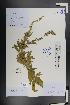  ( - Ge01353)  @11 [ ] CreativeCommons  Attribution Non-Commercial Share-Alike  Unspecified Herbarium of South China Botanical Garden