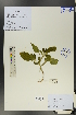  (Heliotropium ellipticum - Ge01361)  @11 [ ] CreativeCommons  Attribution Non-Commercial Share-Alike  Unspecified Herbarium of South China Botanical Garden