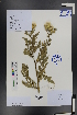  (Cirsium japonicum - Ge01367)  @11 [ ] CreativeCommons  Attribution Non-Commercial Share-Alike  Unspecified Herbarium of South China Botanical Garden