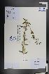  (Lycium cylindricum - Ge01372)  @11 [ ] CreativeCommons  Attribution Non-Commercial Share-Alike  Unspecified Herbarium of South China Botanical Garden