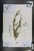  ( - Ge01381)  @11 [ ] CreativeCommons  Attribution Non-Commercial Share-Alike  Unspecified Herbarium of South China Botanical Garden