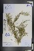  ( - Ge01383)  @11 [ ] CreativeCommons  Attribution Non-Commercial Share-Alike  Unspecified Herbarium of South China Botanical Garden