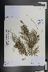 ( - Ge01386)  @11 [ ] CreativeCommons  Attribution Non-Commercial Share-Alike  Unspecified Herbarium of South China Botanical Garden