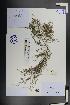  ( - Ge01447)  @11 [ ] CreativeCommons  Attribution Non-Commercial Share-Alike  Unspecified Herbarium of South China Botanical Garden