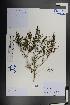  (Iljinia - Ge01454)  @11 [ ] CreativeCommons  Attribution Non-Commercial Share-Alike  Unspecified Herbarium of South China Botanical Garden