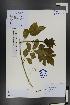  (Sambucus williamsii - Ge01484)  @11 [ ] CreativeCommons  Attribution Non-Commercial Share-Alike  Unspecified Herbarium of South China Botanical Garden