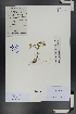  (Gagea fedtschenkoana - Ge00700)  @11 [ ] CreativeCommons  Attribution Non-Commercial Share-Alike  Unspecified Herbarium of South China Botanical Garden